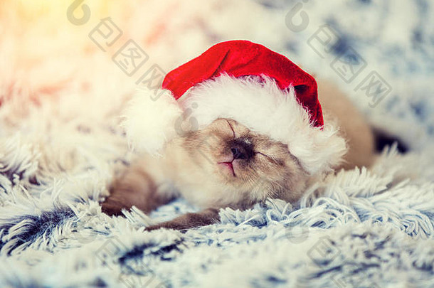 睡觉小猫穿圣诞老人老人他小猫了毛茸茸的毯子