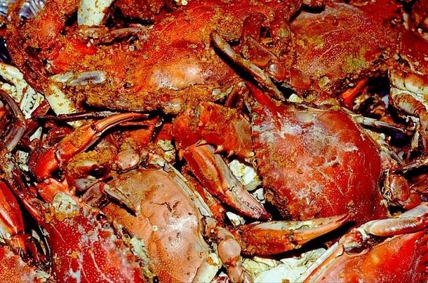 海盛宴红色的螃蟹服务热马里兰海鲜节日