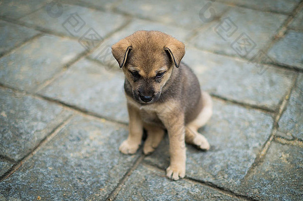 可爱的小狗人行道上色调越南