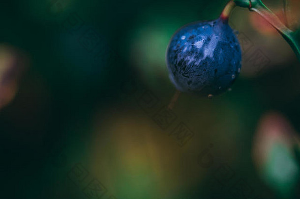 模糊的蓝莓绿色森林覆盖<strong>小水滴</strong>反光表面宏照片