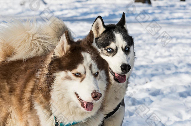 西伯利亚沙哑的狗走冬天公园