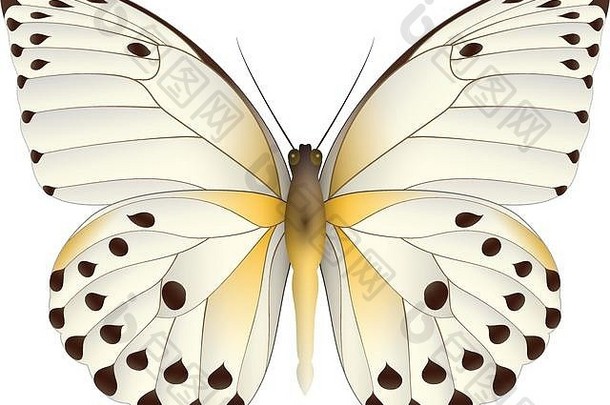 美丽的蝴蝶孤立的白色背景