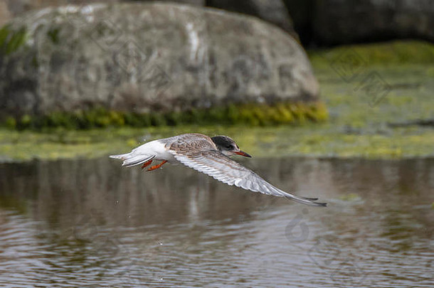不成熟的北极燕鸥胸骨paradisaea飞行含盐的池grutness萨姆堡设得兰群岛