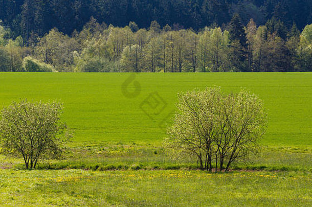 农村春天景观捷克共和国地区维索西纳