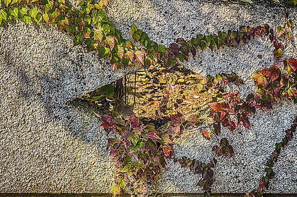 绿色叶子维吉尼亚州爬虫栅栏墙