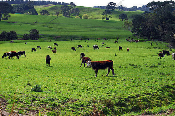 新西兰乳制品字段牛怀卡托新西兰