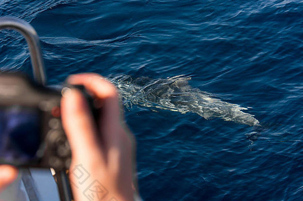 看海豚自然环境船旅行