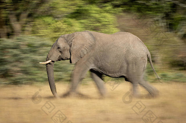 大象走过去的树非洲萨凡纳左慢快门速度模糊了腿背景