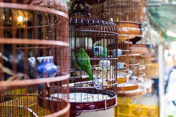 鸟市场在香港香港