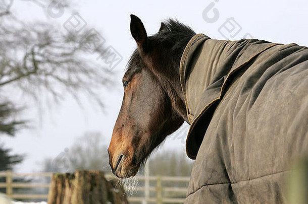 肖像额哺乳动物马动物骑马毯子温暖的马术围场制服冷农村马穿赛车热点;