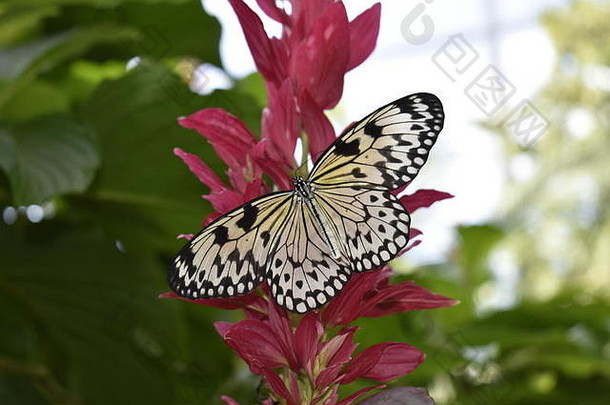 美丽的黑色的白色黄色的蝴蝶传播翅膀粉红色的花