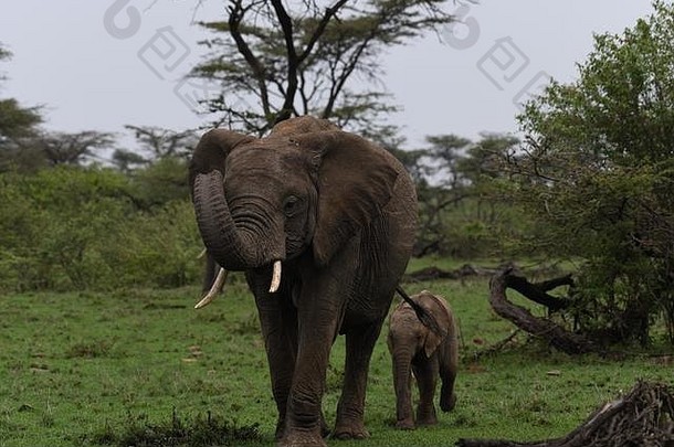 妈妈。婴儿群大象马哈利mzuri奥拉雷摩托车保护协会马赛玛拉肯尼亚东非洲属学名Loxodonta