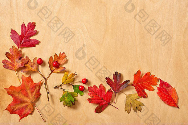 秋天框架叶子木背景