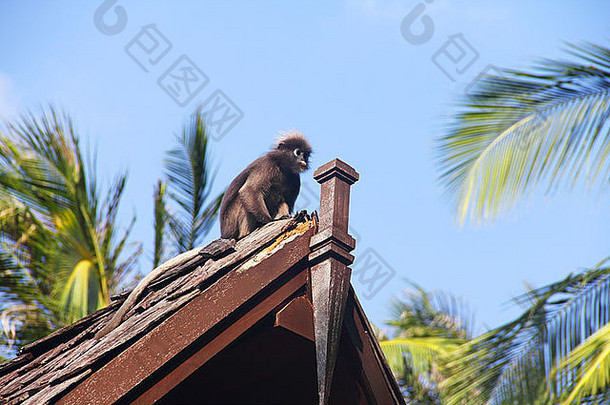 野生猴子坐着屋顶泰国特写镜头