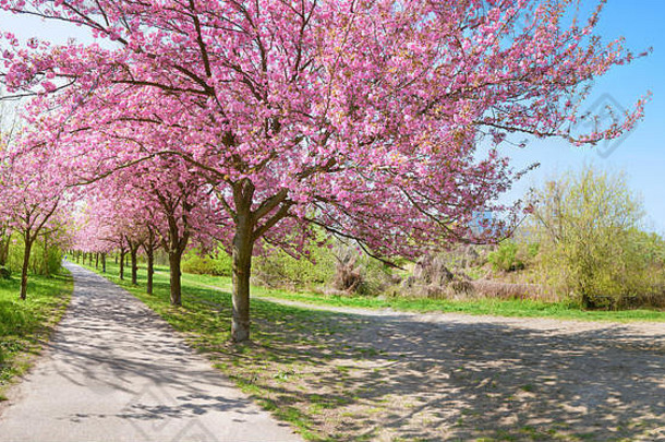 小巷开花樱桃树被称为莫尔其英语墙路径路径墙柏林德国