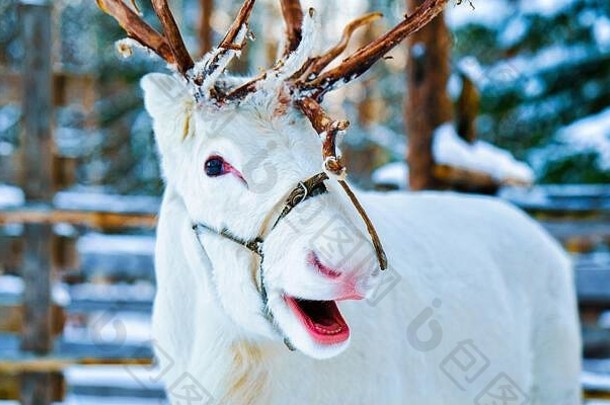 白色驯鹿冬天农场芬兰拉普兰