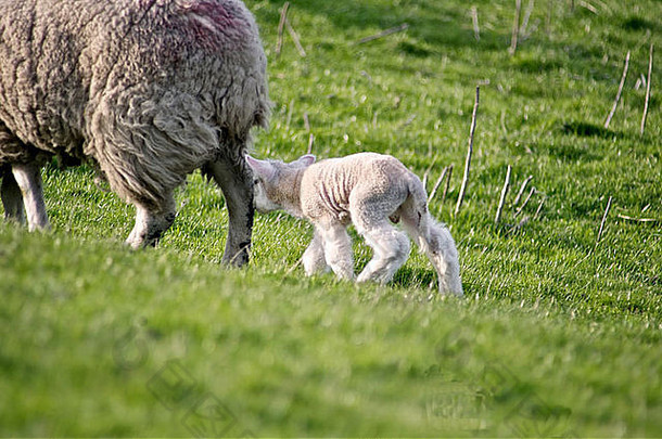 出生羊肉妈妈。