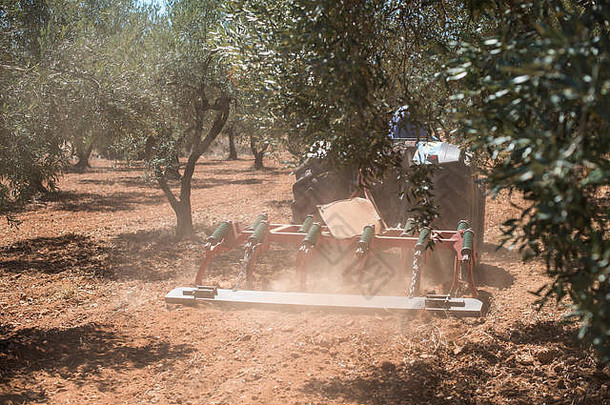 拖拉机橄榄树耕作土地