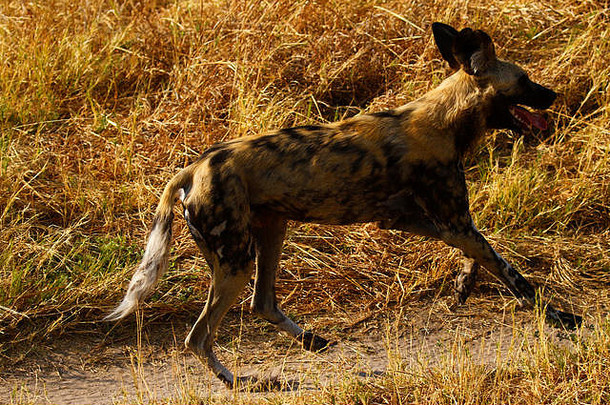 非洲野生狗狩猎