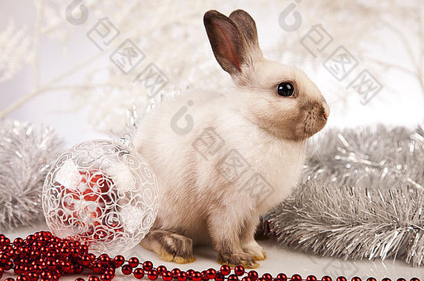 兔子兔子圣诞节