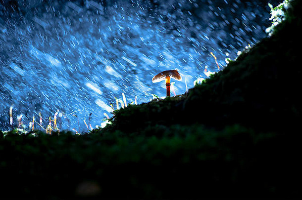 小真菌蘑菇绿色莫斯黑暗背景树树干秋天场景背光大气照明宏细节