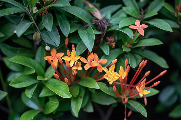 美丽的红色的花植物Ixora对自然光特写镜头泰国KOH常岛