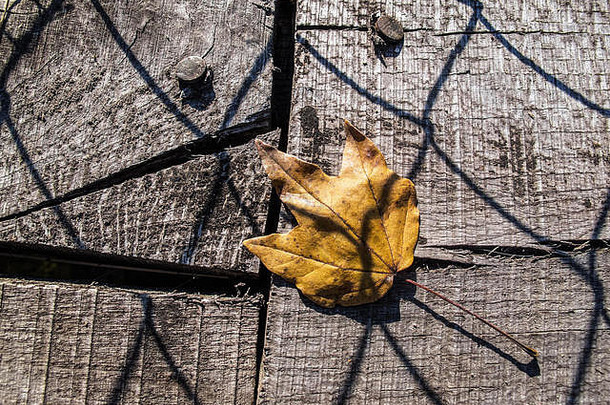秋天叶下降木板线桥影子窗纱