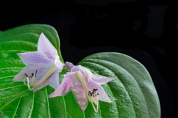绿色叶hosta植物特写镜头宏紫色的花显示囊雄蕊露水滴黑色的