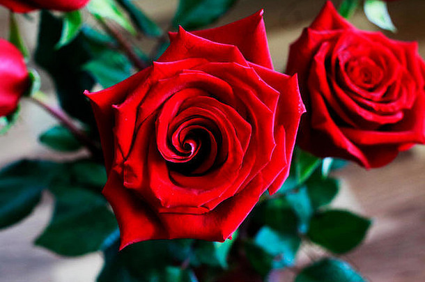 前视图美丽的巴德红色的玫瑰黑暗红色的Ruby玫瑰群散景绿色叶子背景关闭视图快乐情人节一天婚礼爱