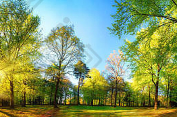 华丽的全景春天风景太阳漂亮的照明新鲜的绿色树叶