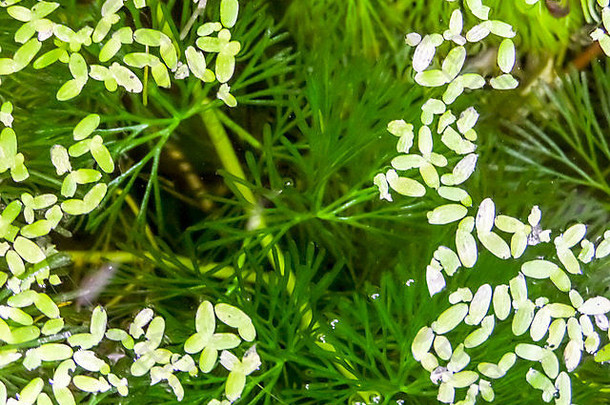 绿色蚊子蕨类植物水表面杂草背景