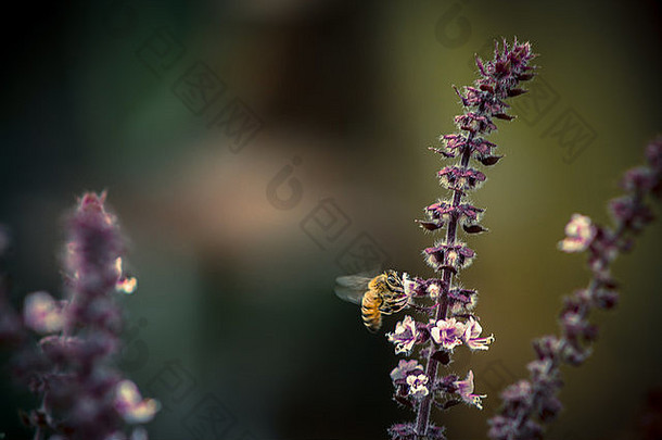 宏关闭蜜蜂开花泰国罗勒植物