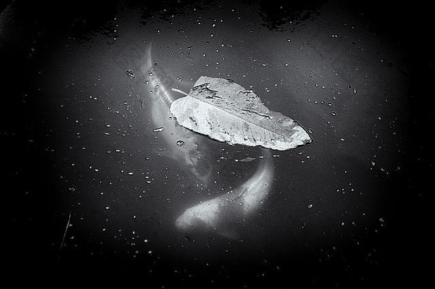 黑色的白色鱼潜意识潜意识