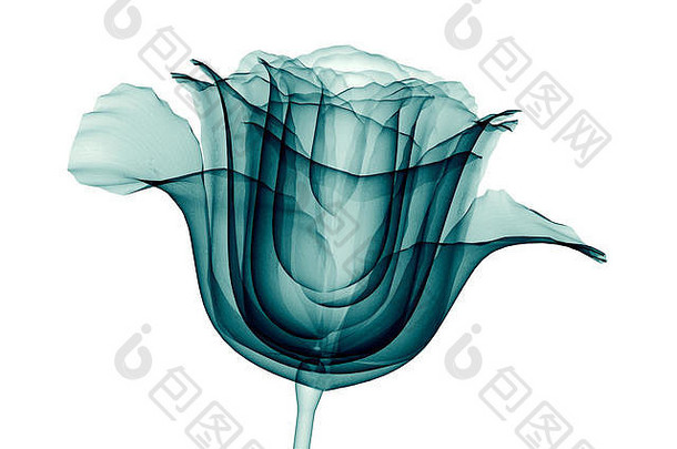 x射线图像花孤立的白色玫瑰插图