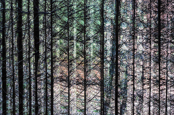 颜色多个曝光摘要巧妙的图像树森林超现实主义的自然户外模式