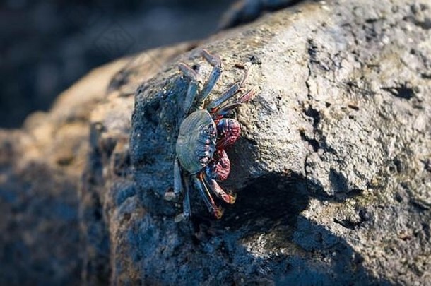 特写镜头照片<strong>大蟹</strong>坐着岩石海洋海岸