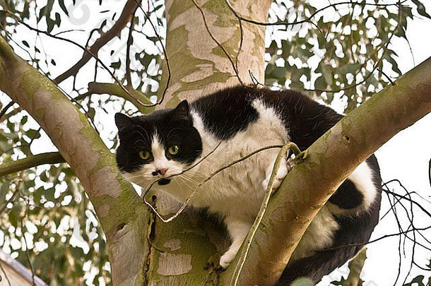 饿了猫警惕地狩猎鸟猎物桉树树相机准备跳打扰