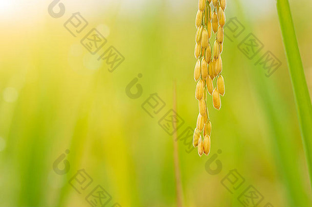特写镜头大米种子大米字段早....光概念农业多雨的季节