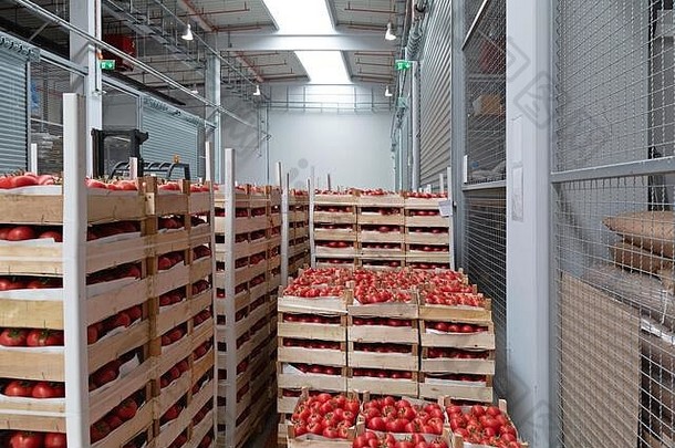 板条箱红色的西红柿仓库存储