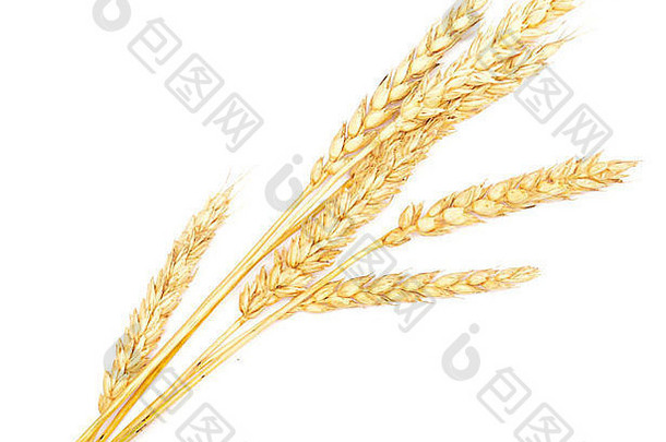 成熟的小麦孤立的白色背景