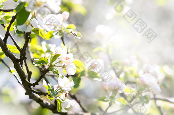 分支blloming树花朵春天