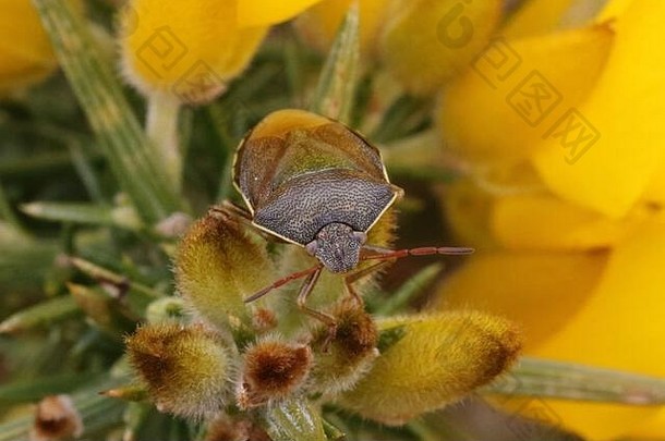 金雀花shieldbug皮佐多罗斯礼仪所示宿主植物常见的金雀花Ulex欧罗巴