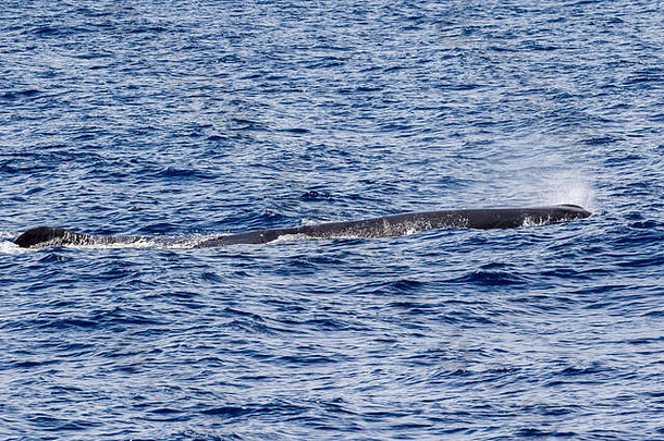 女精子鲸鱼-勒瓦浮出水面呼吸潜水好奇的方法船