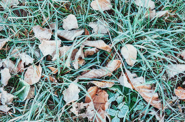 冻秋天叶子绿色草
