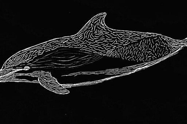 常见的海豚画黑色的白色