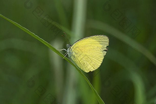 常见的草黄色的大草黄色的Euremahecabe林奈粉蝶科