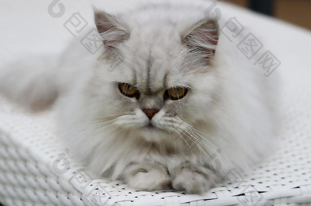 美丽的照片显示灰色的钦奇利亚波斯猫说谎懒人图片泰国