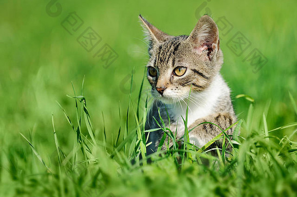 年轻的虎斑猫坐着绿色草