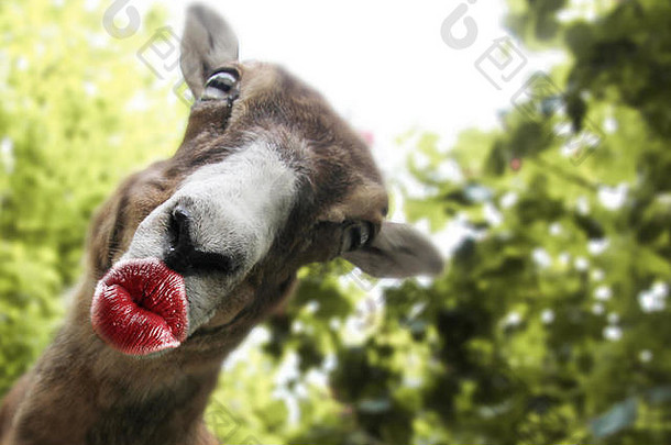 有趣的动物接吻嘴唇卡片生日邀请事件