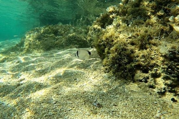 照片水下岩石沙子石头美丽的桑迪岩石底海